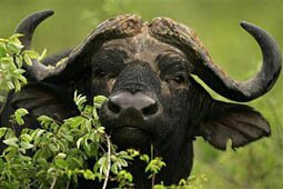 SOUTH AFRICA - DECEMBER 07: A male Cape buffalo pictured in the Kruger National Park on December 7, 2007 in Mpumalanga, South Africa. (Photo by Warren Little/Getty Images)