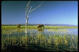 Elephants at Lake Kariba in Fothergill Island's Matusadona Park. (Photo by Dennis Cox//Time Life Pictures/Getty Images)